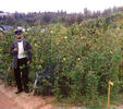 Cotton fields in the botanic garden of Sukhumi