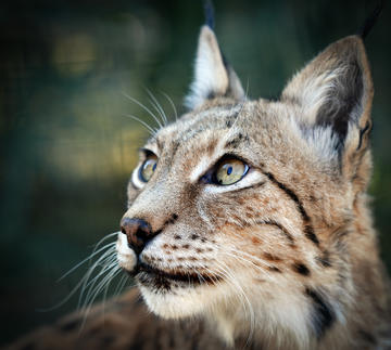 La lince dei Balcani - Shutterstock