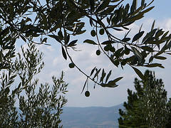 Olive trees in Albania