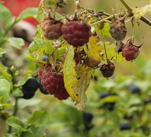 Raspberry bush