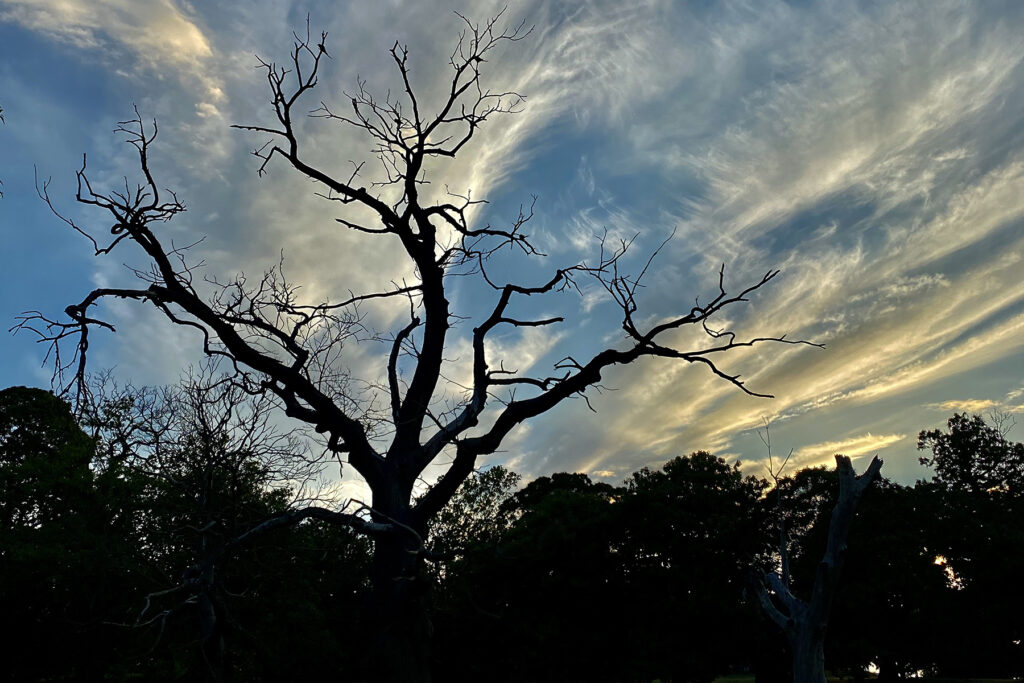 La sagoma di un albero spoglio