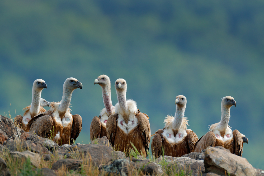 Vultures in Madzharovo, Bulgaria © Ondrej Prosicky/Shutterstock