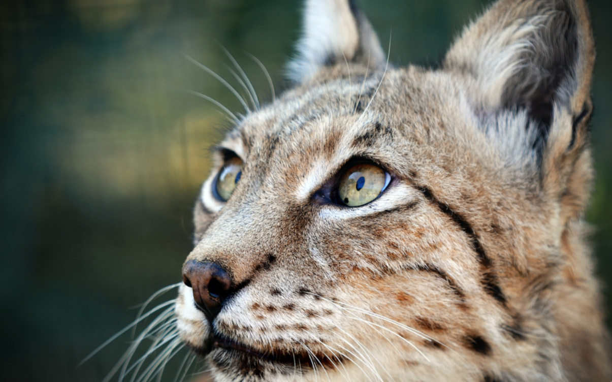 Balkan lynx - © Panagiotis Komninelis/Shutterstock