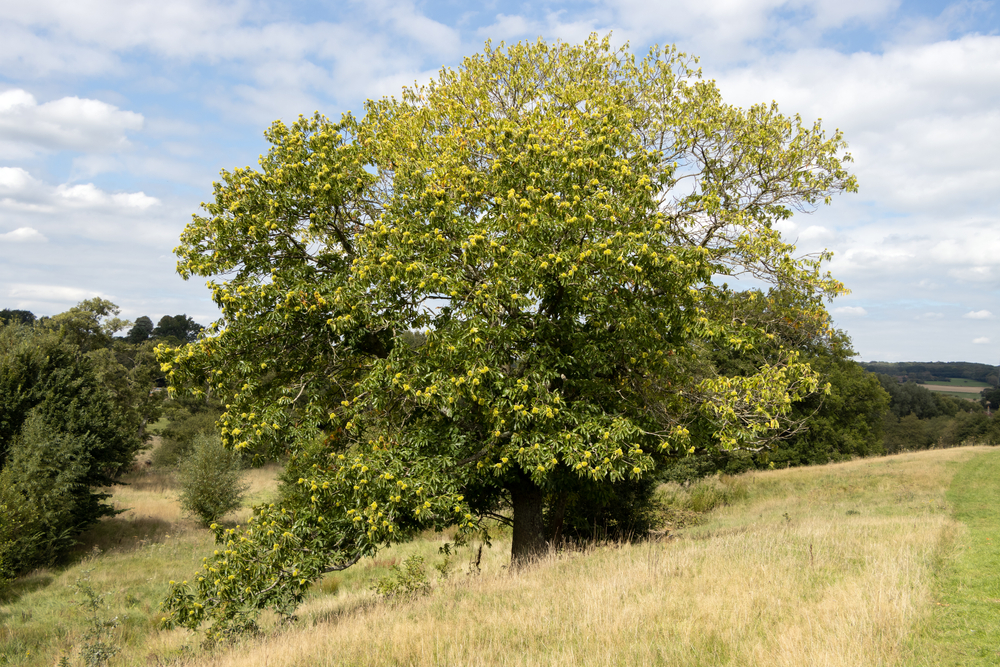 Chestnut tree Chestnut tree