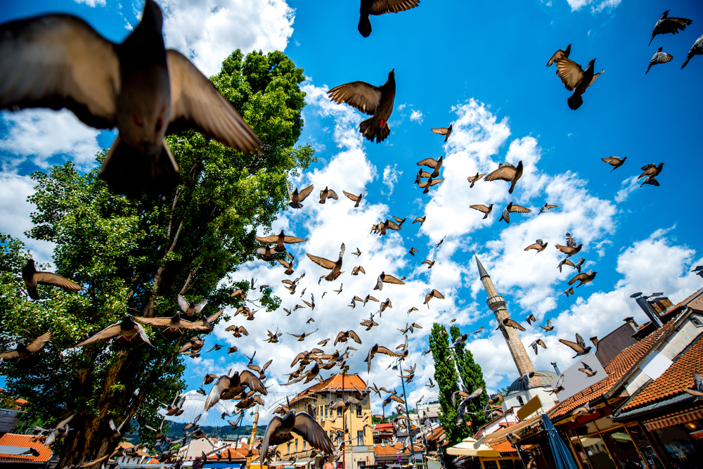 La vecchia piazza di Sarajevo con i piccioni in volo  (© RossHelen/Shutterstock)