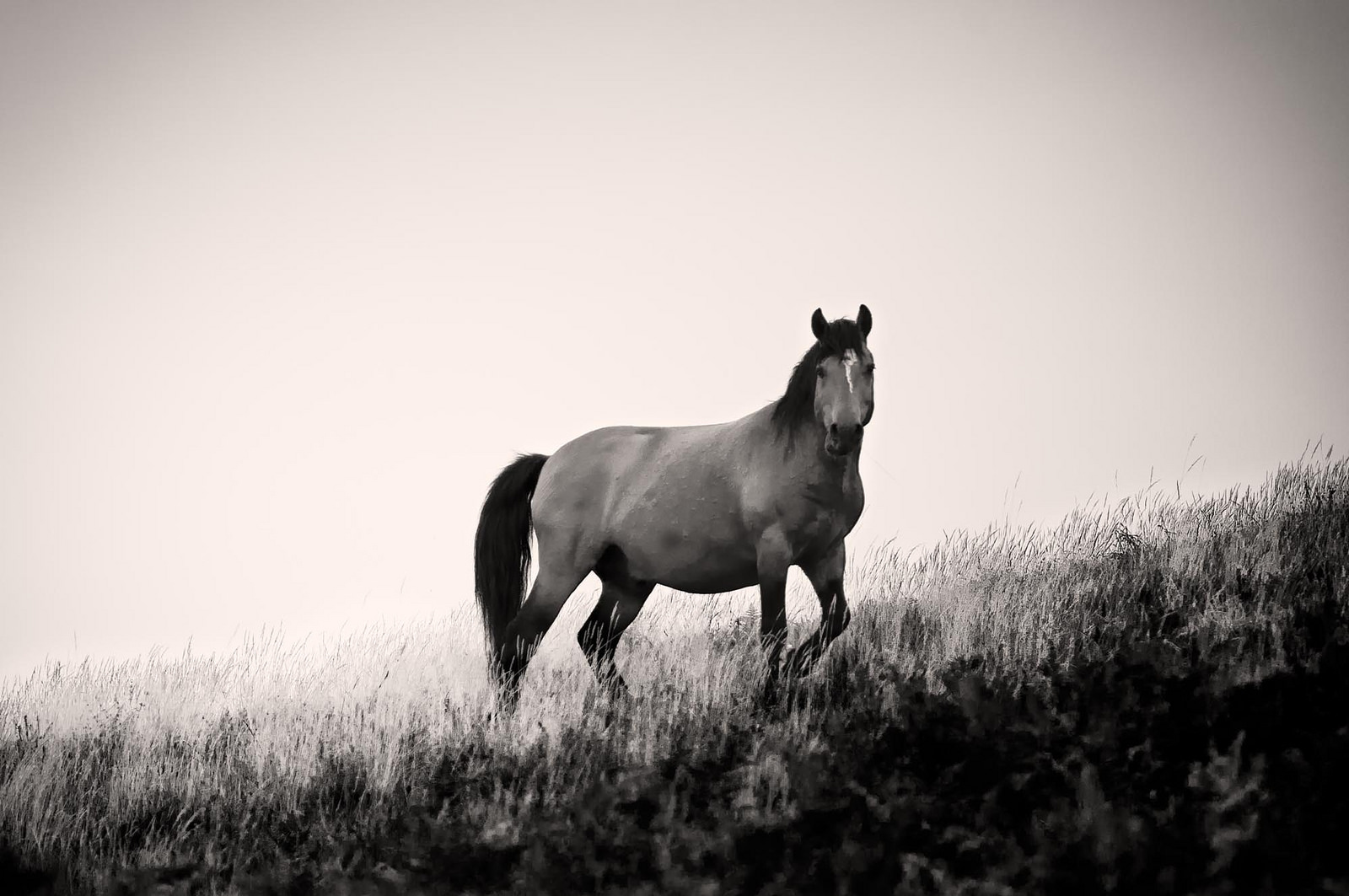 Wild horse (Foto Américo Dias, Flickr)