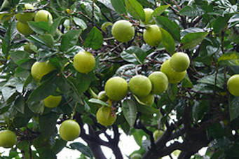 Limoni a Kotor