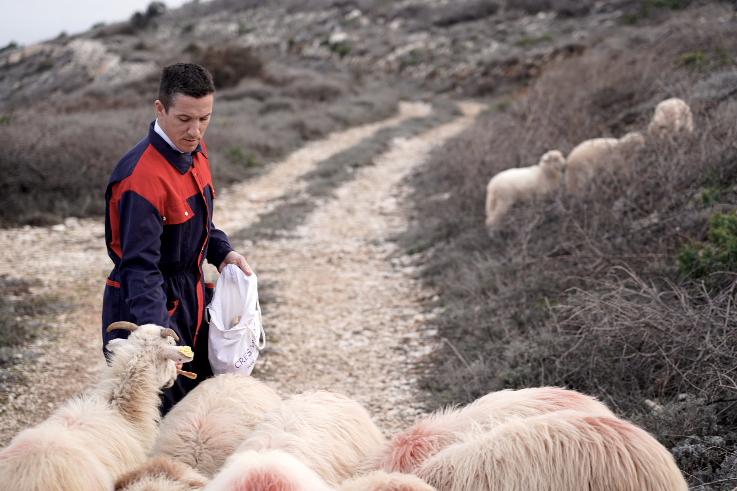 Franjo Toic feeding dry bread to his sheep