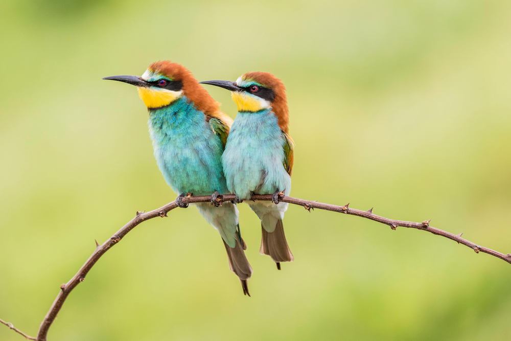 Gruccione comune (Merops apiaster) fotografato nella provincia di Ruse, Bulgaria (© Shutterstock) Gruccione comune (Merops apiaster) fotografato nella provincia di Ruse, Bulgaria (© Shutterstock)