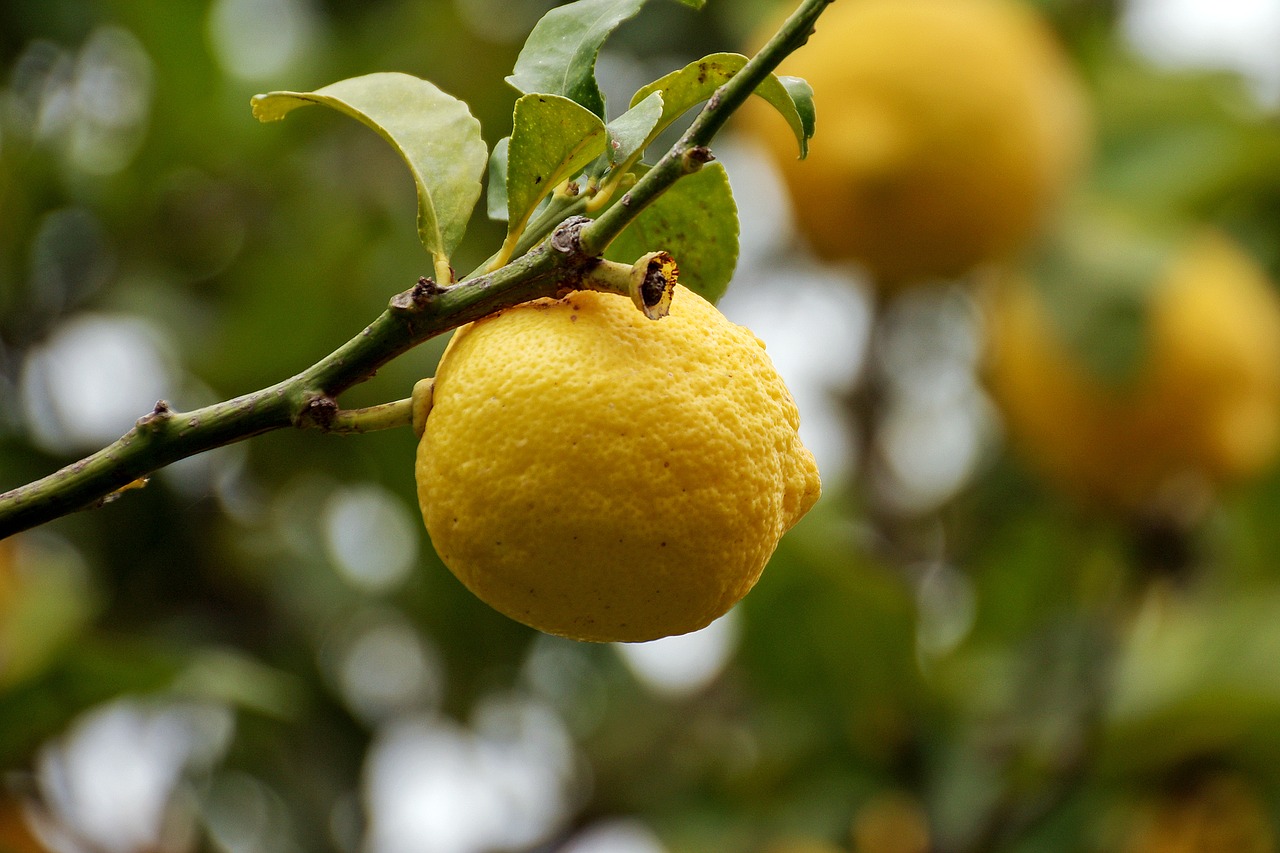 Limoni