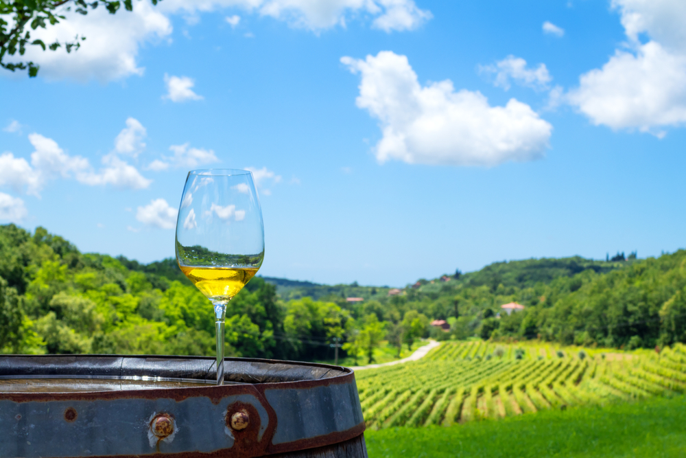 Bicchiere di vino bianco, sullo sfondo una vigna in Istria © Phant/Shutterstock