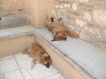 Cani all'Acropoli di Atene (foto Michael Condouris)