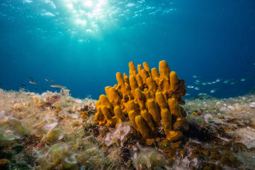 Spugna mediterranea fotografata nei fondali dell'isola di Lèsina, Croazia - © Adam Ke/Shutterstock