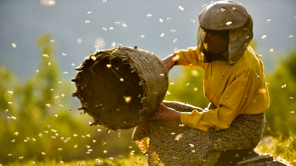 From "Honeyland" - Sundance Film Festival/Samir Ljuma