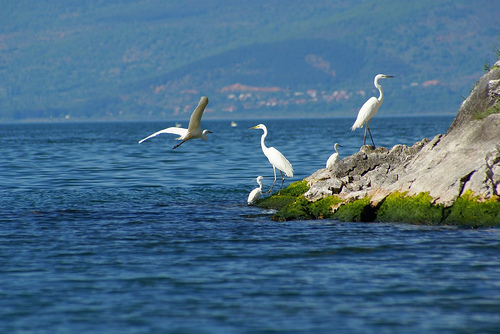 I laghi di Prespa I laghi di Prespa