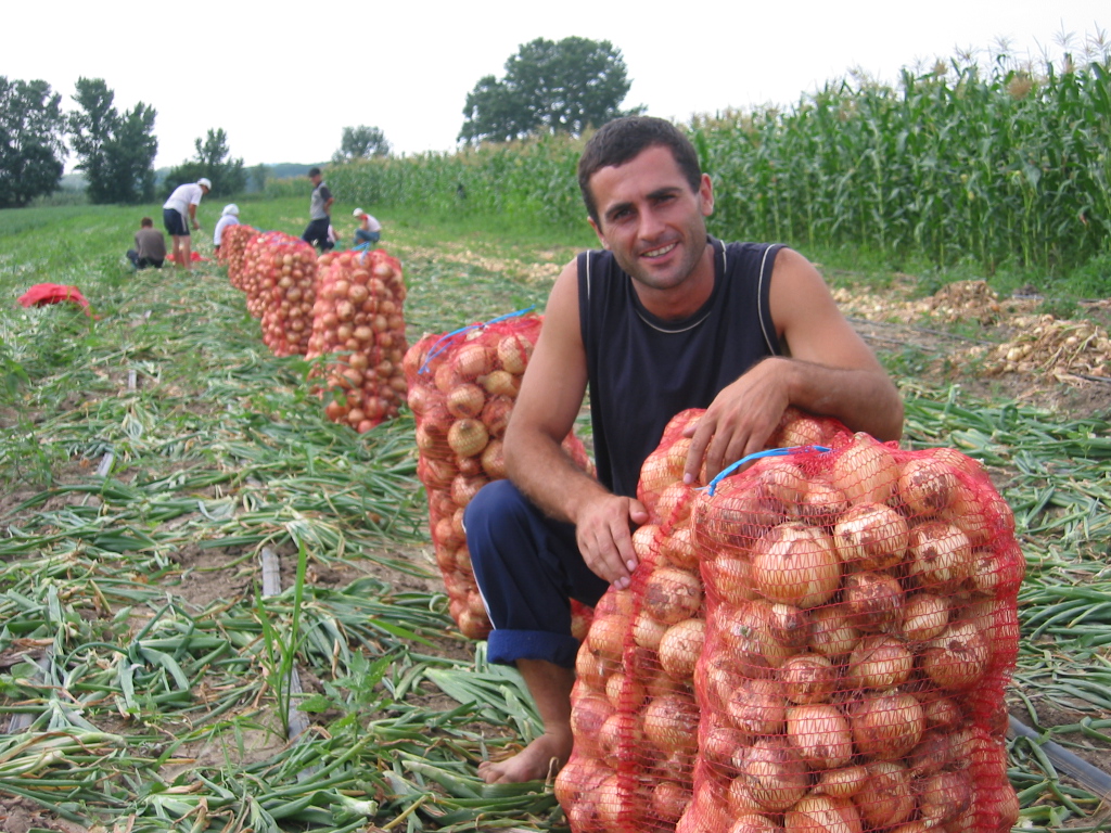 Raccolto in Moldavia - foto di Jerad Tietz, CC BY-SA 3.0 