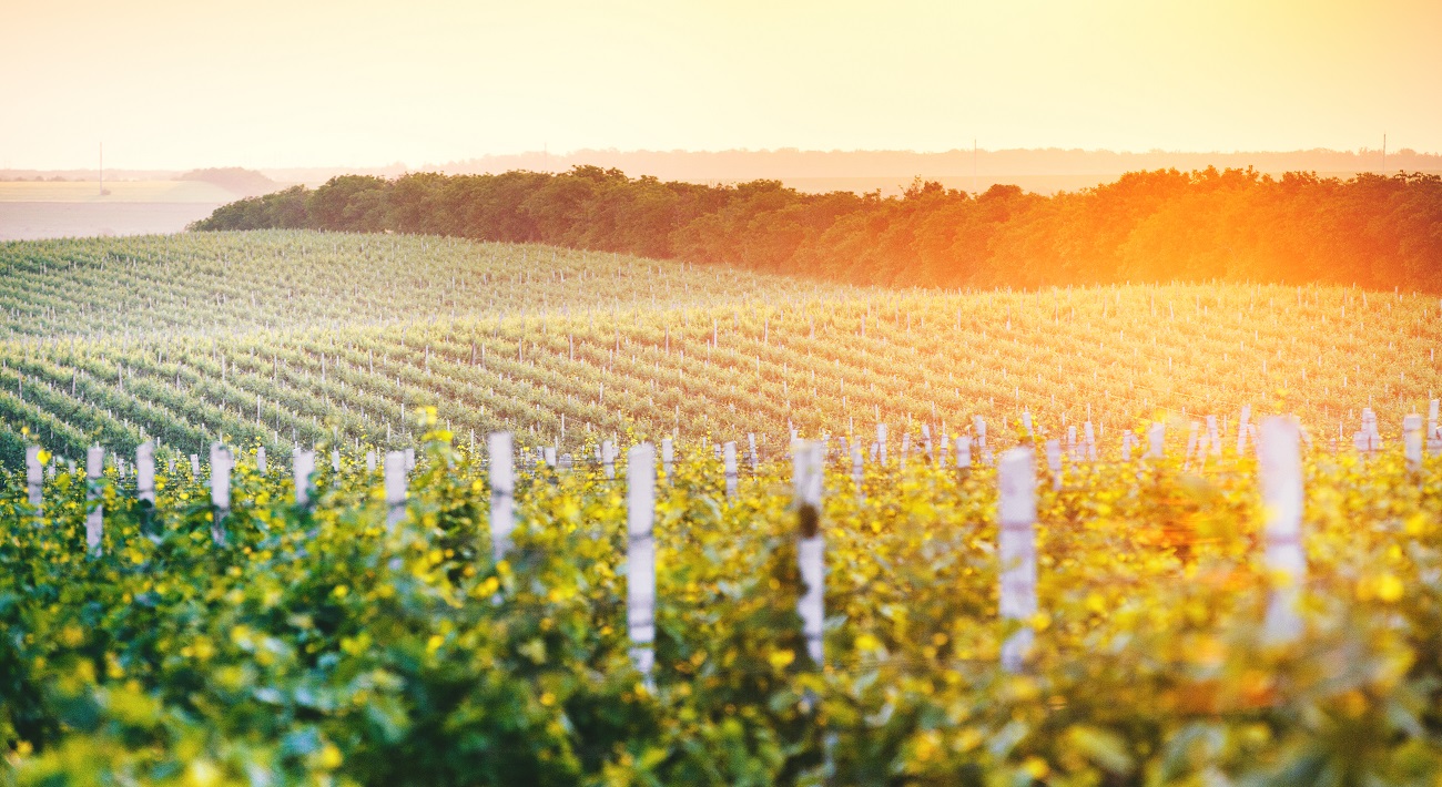 Vineyards in Moldova - © Maxim Ciumas