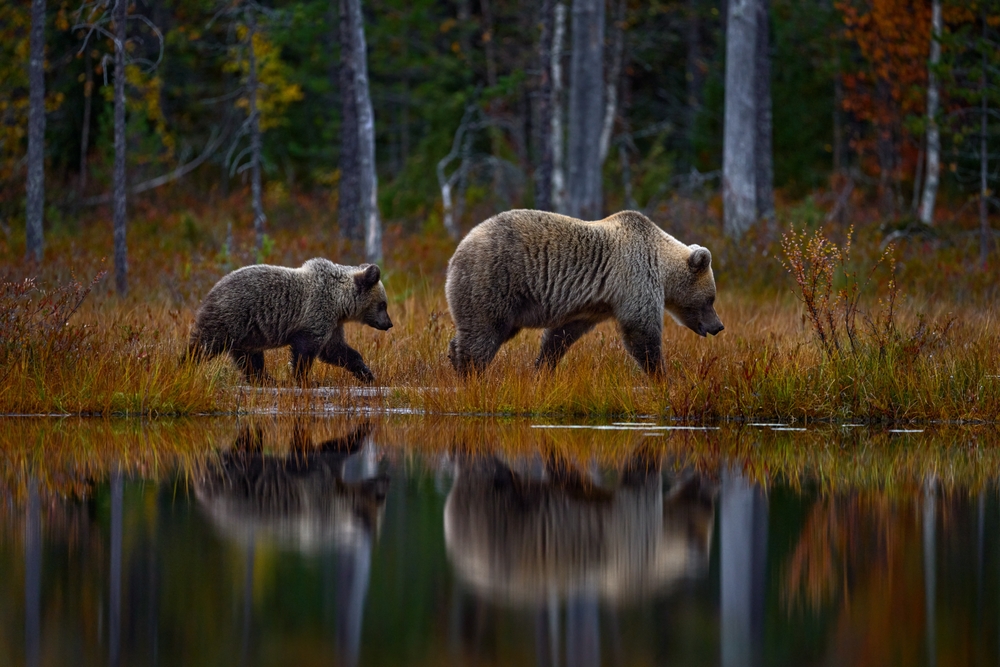 Madre e cucciolo di orso bruno nella foresta romena © Ondrej Prosicky/Shutterstock