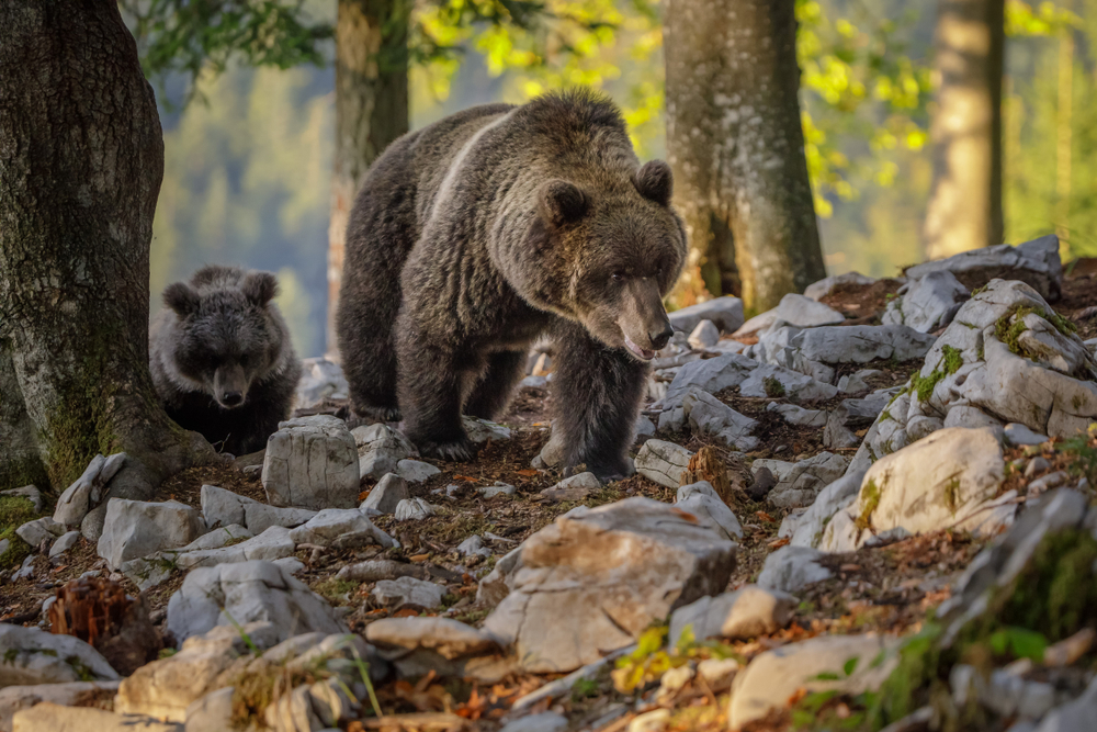 Orsi in Slovenia - Neil Burton/Shutterstock