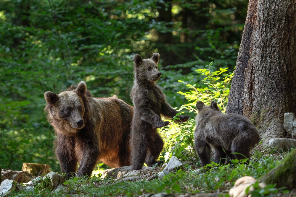 Alcuni orsi in Slovenia - © Martin Prochazkacz/Shutterstock