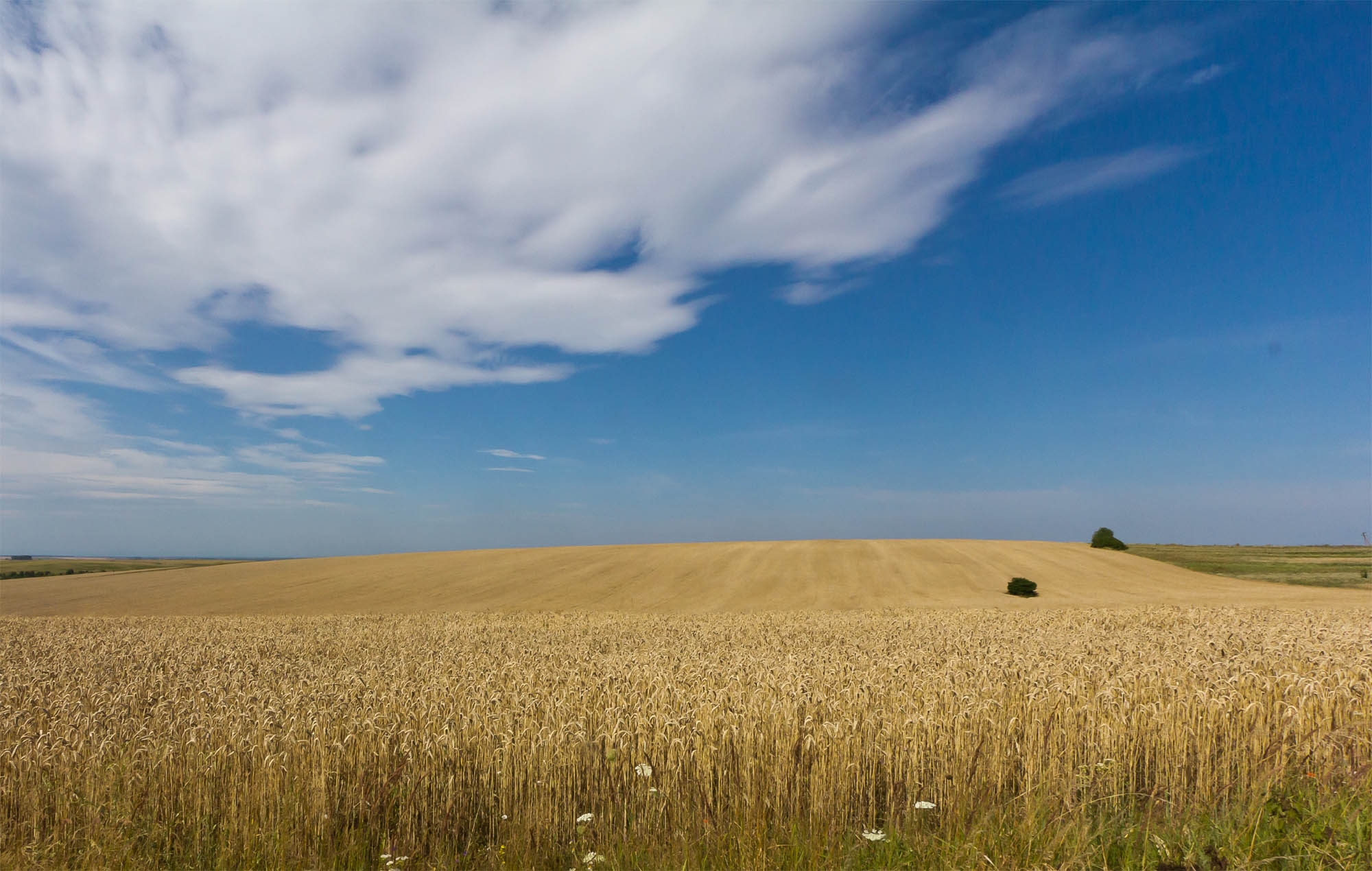 Campo di grano in Ucraina - Wikimedia