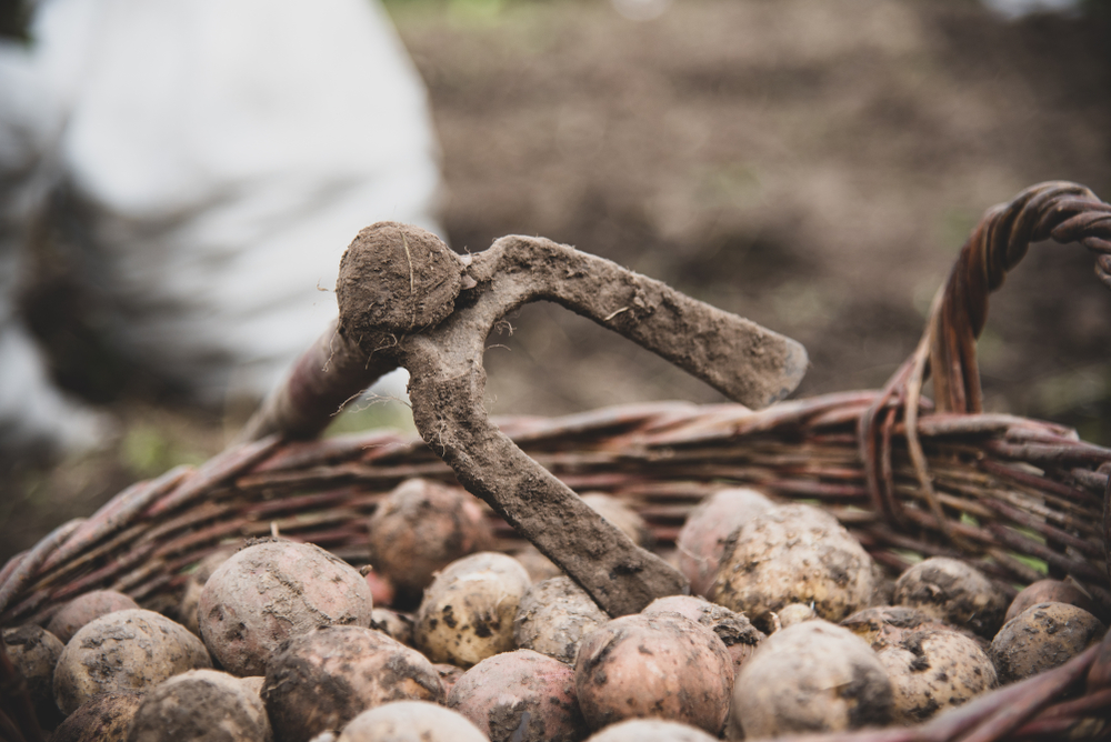 Ucraina, patate raccolte da poco (© Roman Demkiv/Shutterstock)