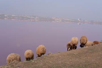 Il lago Masazyr nella sua colorazione rosa data dai sali di iodio presenti nell'acqua e da particolari microorganismi- foto di Shahla Abbakirova
