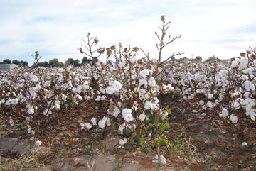 Cotton (pixabay CC0 Creative Commons)