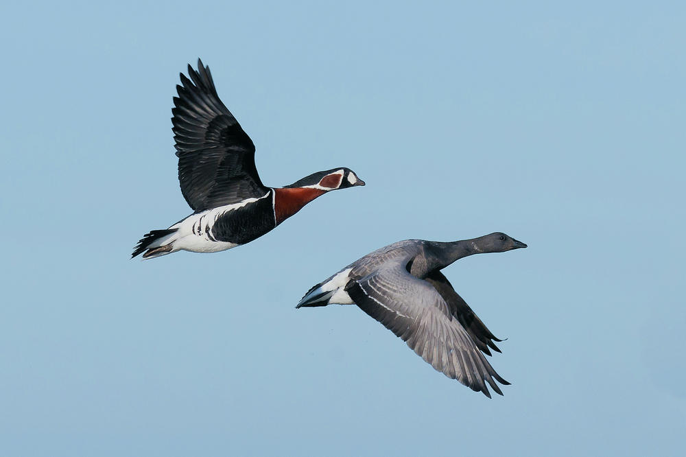 Red-breasted geese - © Jason Crook/Shutterstock Red-breasted geese - © Jason Crook/Shutterstock