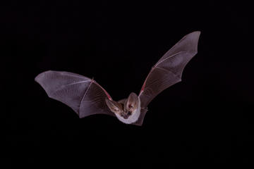 Pipistrello (© Carl Allen/Shutterstock)