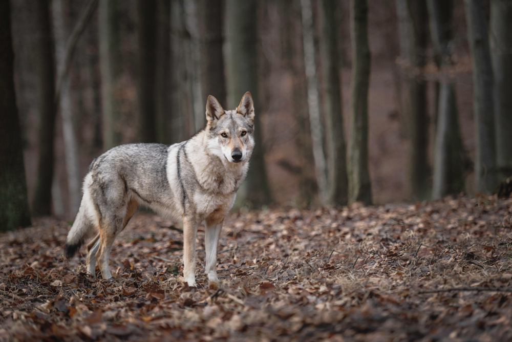 Un lupo fotografato in un bosco di faggi (mjurik/Shutterstock)