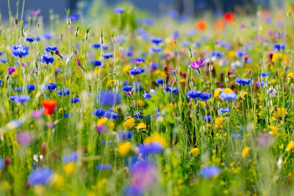 Cvijeće - © ON-Photography Germany/Shutterstock Cvijeće - © ON-Photography Germany/Shutterstock