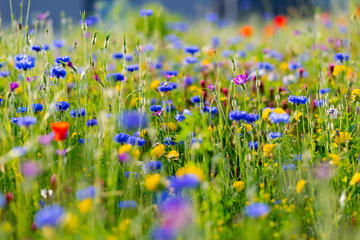 Cvijeće - © ON-Photography Germany/Shutterstock