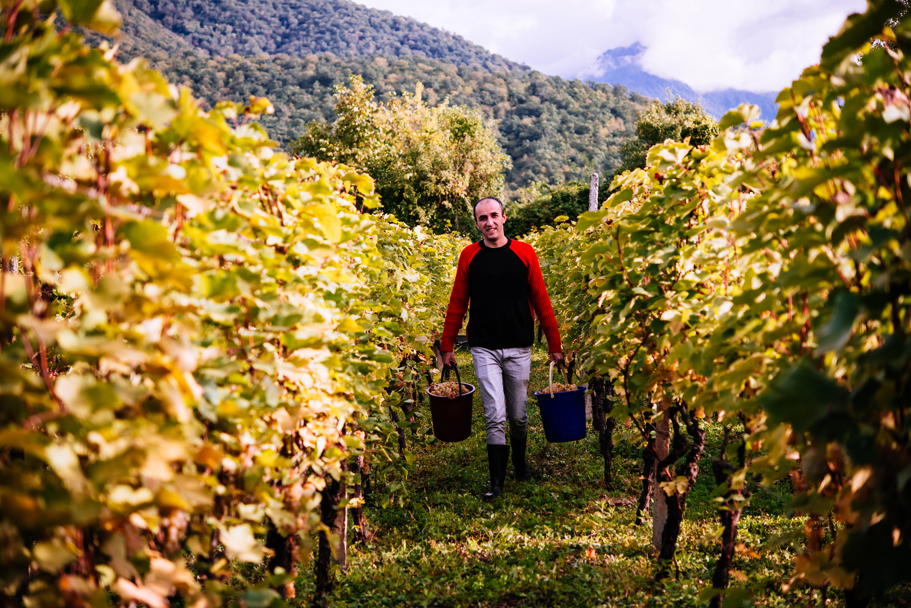 Vendemmia nella regione di Kakheti, Georgia (Yulia Grigoryeva/Shutterstock)