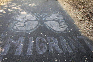 Diritto a migrare, foto Quinn Dombrowsi - Flickr.com.jpg