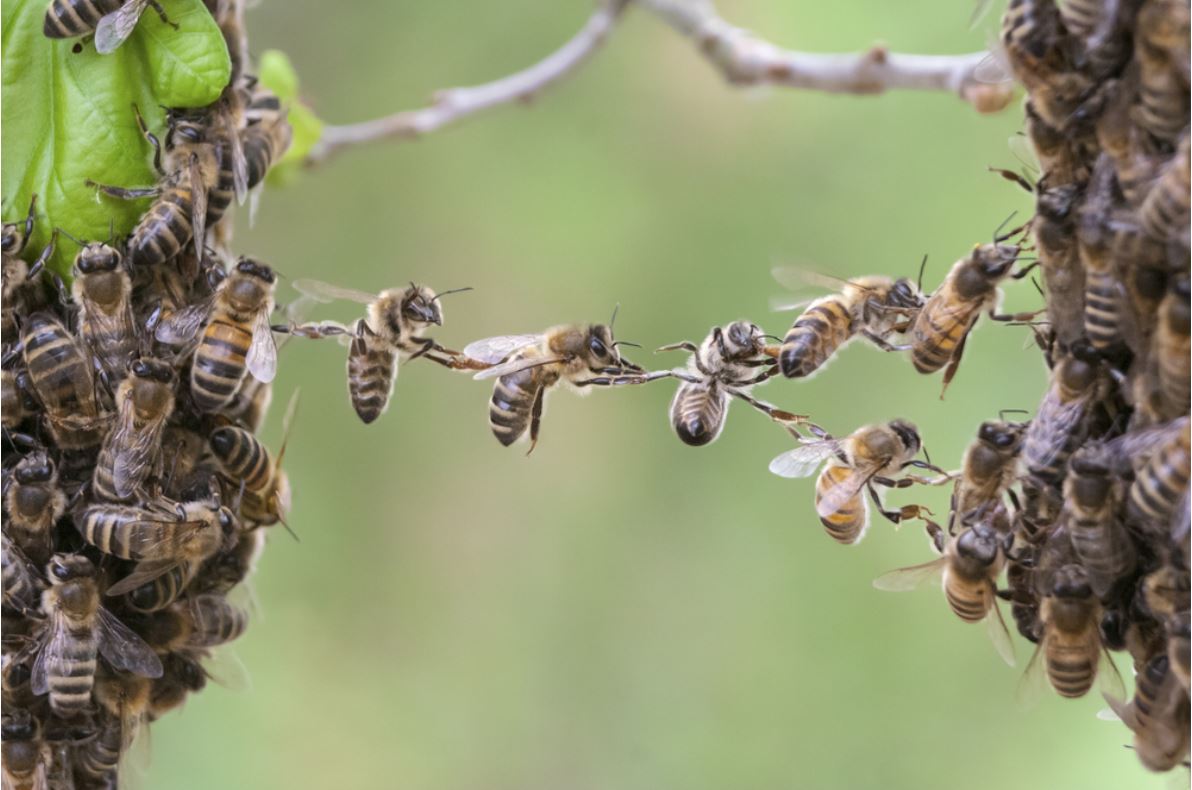 Api al lavoro - © Viesinsh/Shutterstock