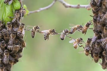 Bees at work - © Viesinsh/Shutterstock