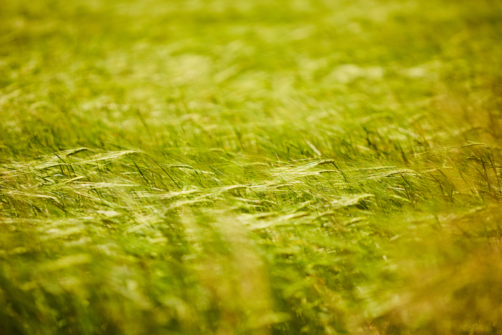 Campo di segale in Ucraina - © Stas B/Shutterstock