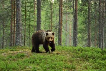 Un orso bruno - © Erik Mandre/Shutterstock