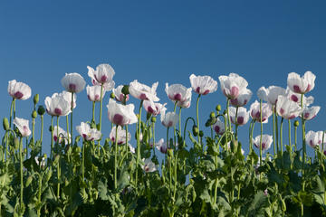 Poppies- © Ispace/Shutterstock
