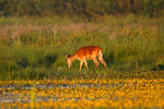 13 Cervo rosso © goran_safarek Shutterstock