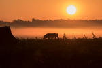 14 Cinghiale e tramonto - goran_safarek Shutterstock