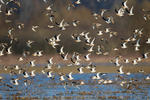 8 Uccelli migratori © goran_safarek Shutterstock