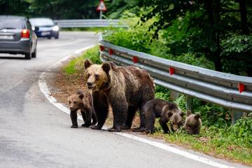 Orsi in Romania - © hecke61/Shutterstock
