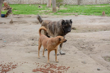 Due cani in un canile a Baku - © Ruad/Shutterstock