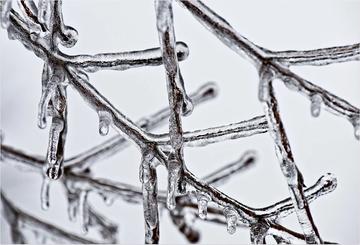 Rami ghiacciati durante l'inverno - Pixabay