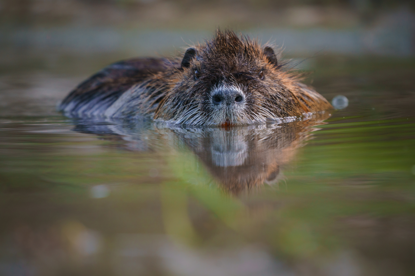 Nutria © Losonsky/Shutterstock