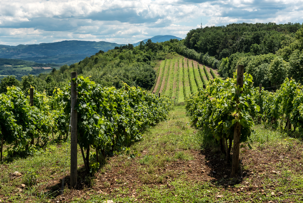 Un campo coltivato a vite in Serbia (WR7/Shutetrstock)