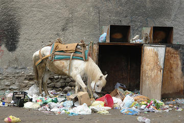 Un cavallo fruga tra i rifiuti (CharlesFred)