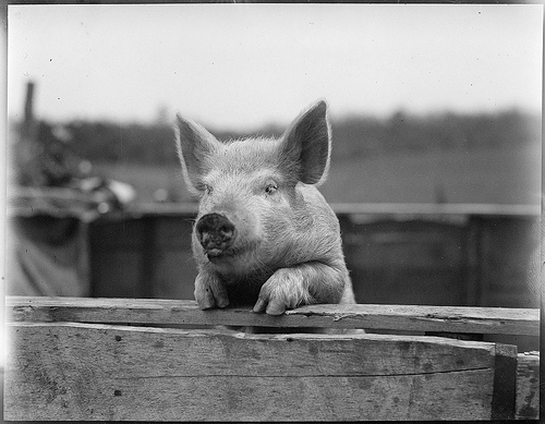 (Foto Boston Public Library, Flickr)